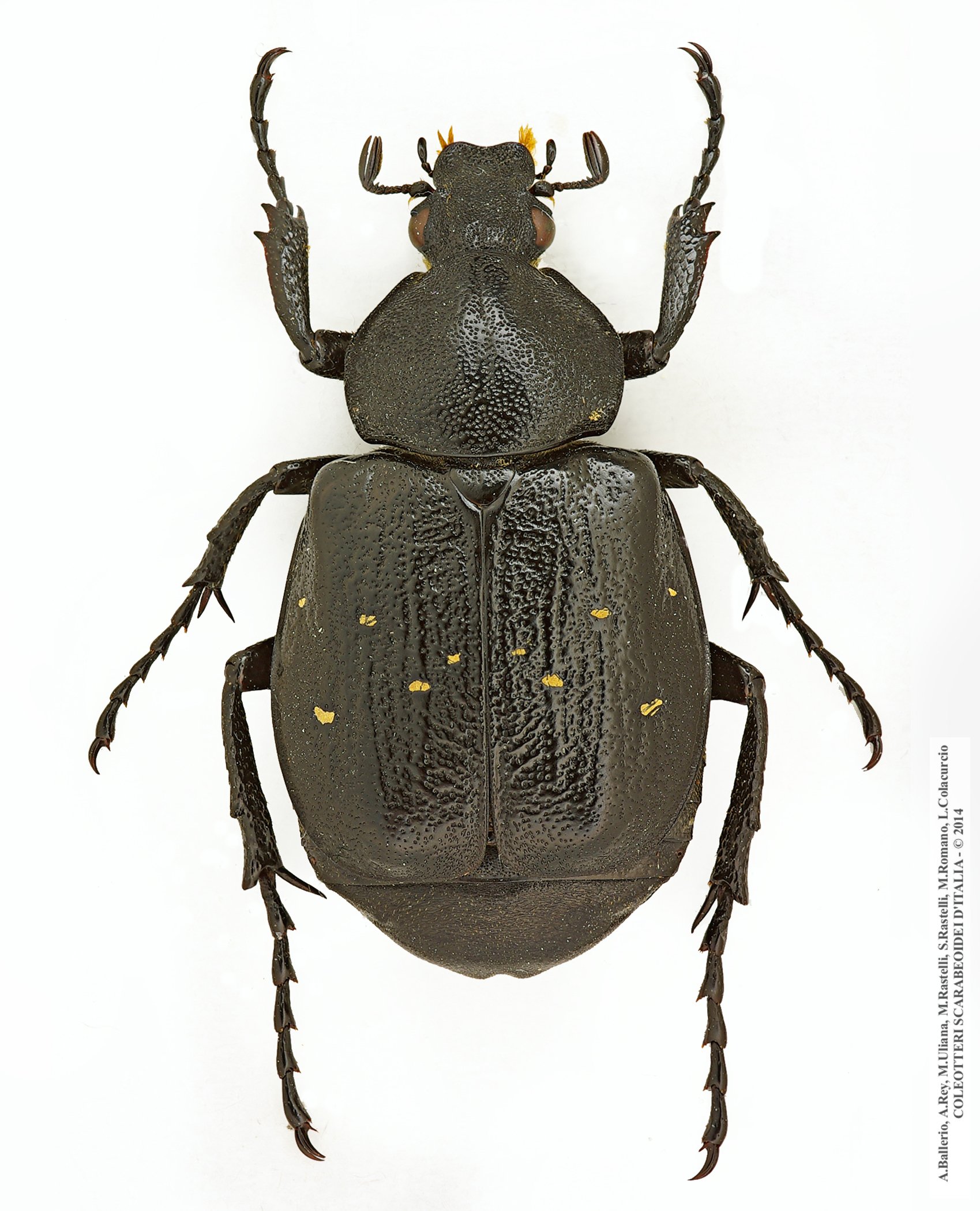 Gnorimus variabilis, femmina